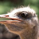 Ostrich Farm